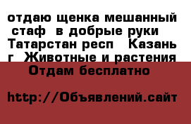 отдаю щенка мешанный стаф, в добрые руки. - Татарстан респ., Казань г. Животные и растения » Отдам бесплатно   